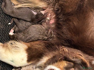 Australian Shepherd honden Miniatuur American shepherd teefje - Advertentie 14