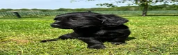 Kruising honden te koop: Kruising Labrador met Golden retriever - Advertentie 12