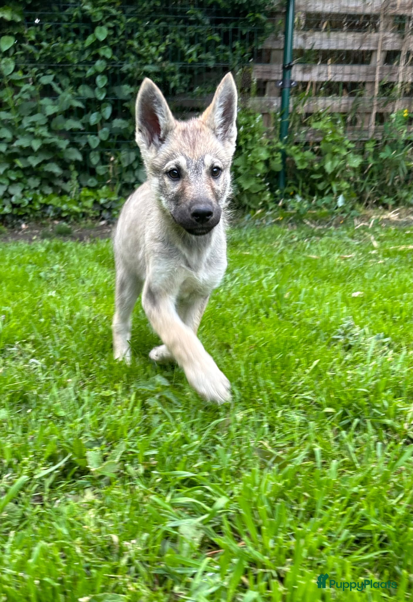 Saarlooswolfhond honden Tsjechoslowaakse wolfhond kruising - Advertentie 2