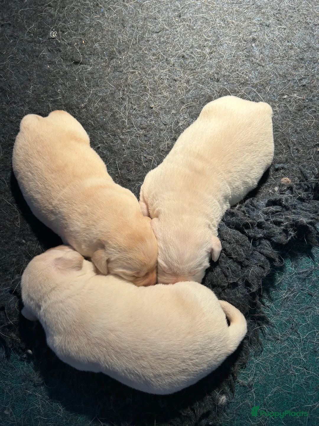 Labrador Retriever honden te koop: Super mooie gele labrador pups - Advertentie 7
