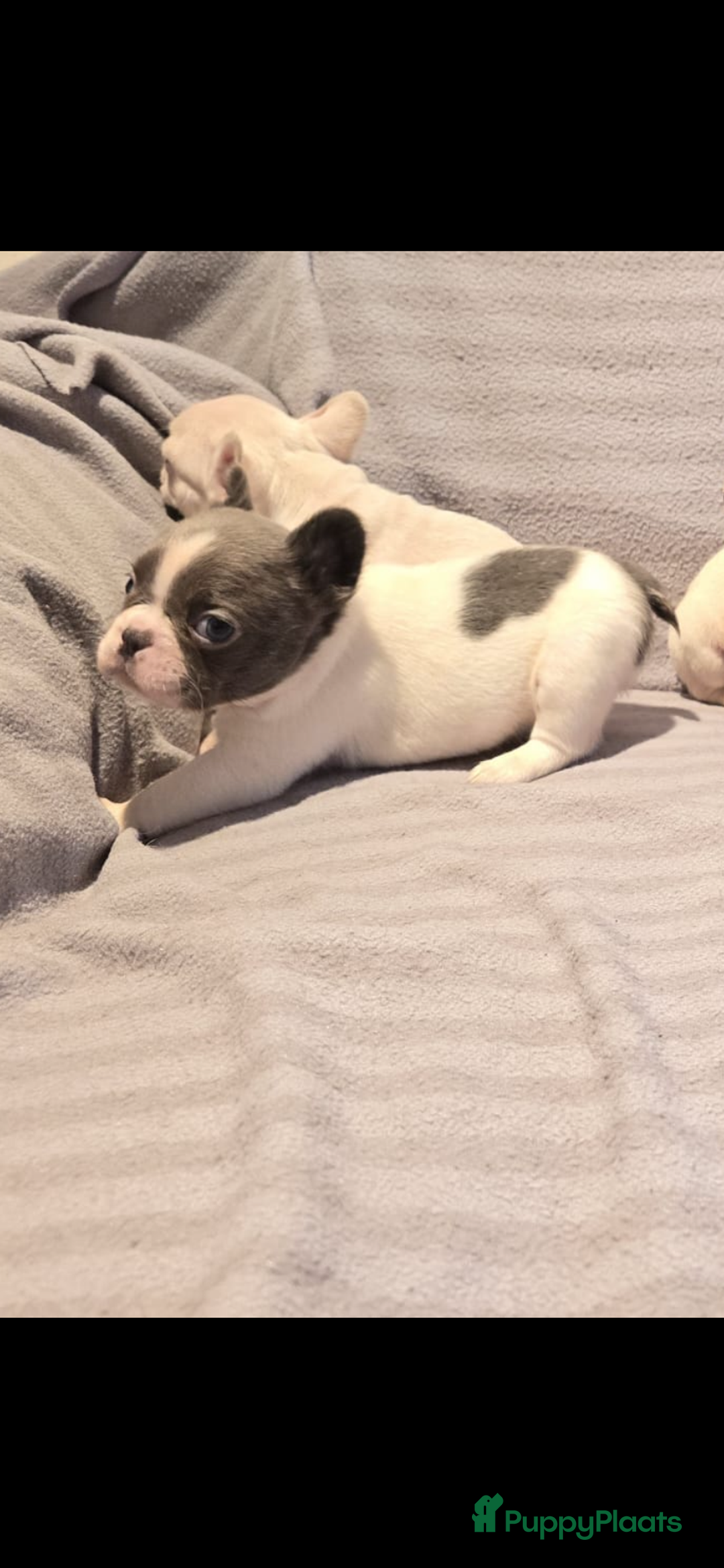 Franse Bulldog honden te koop: Knappe Franse buldogs enkele fluffy  - Advertentie 19