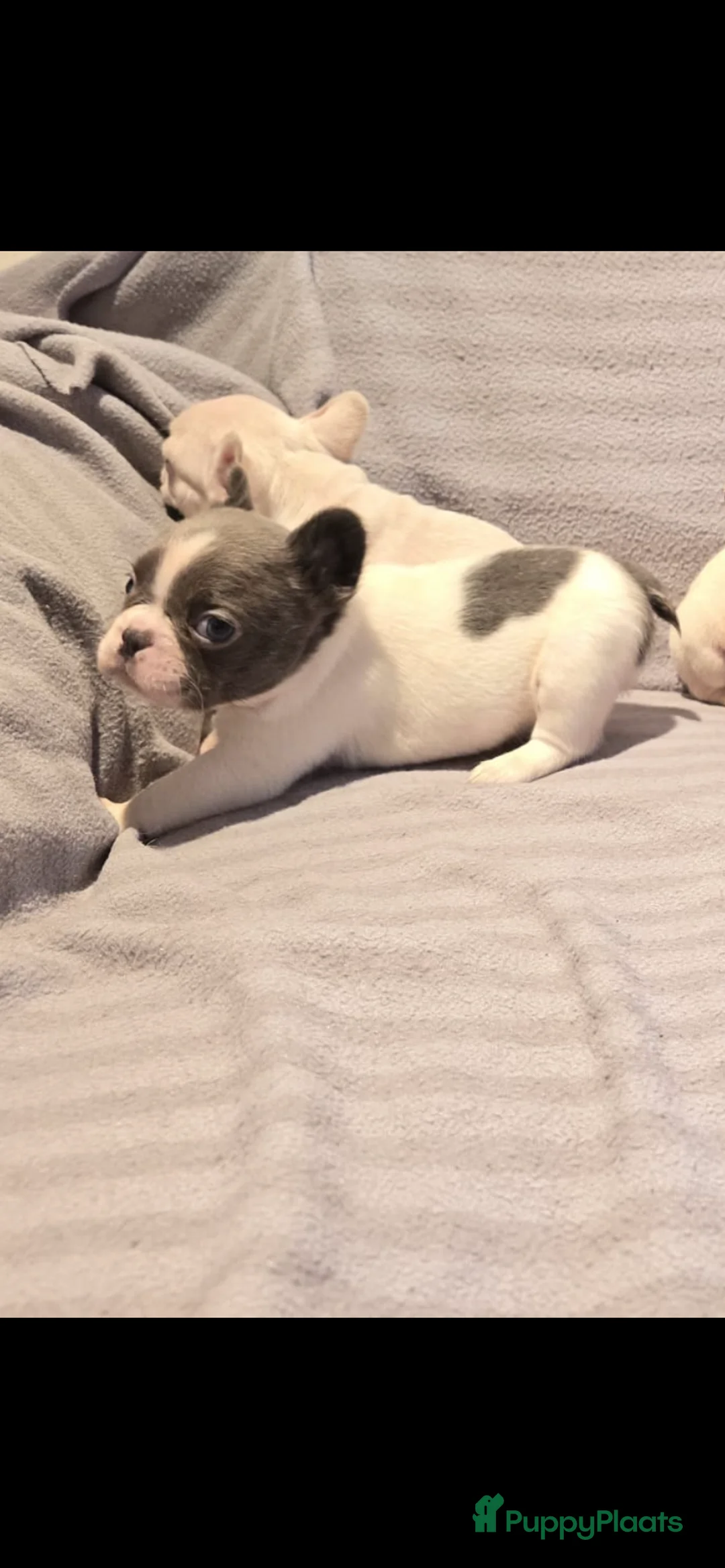 Franse Bulldog honden te koop: Knappe Franse buldogs enkele fluffy  - Advertentie 19