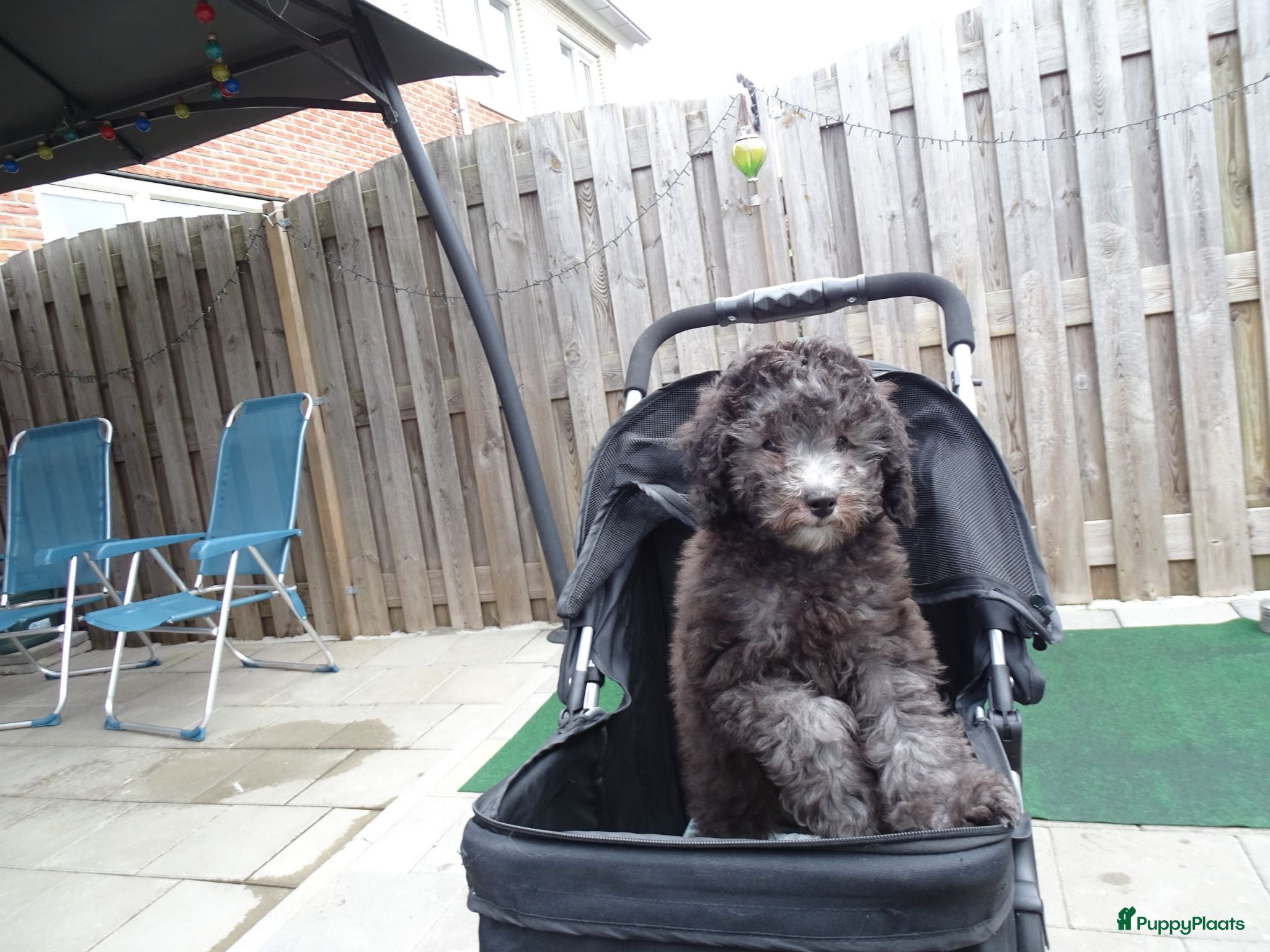 Kruising honden Prachtige dwerg/toy poedel puppys - Advertentie 16