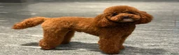 Kruising honden te koop: Prachtig nest Maltipoo/Boompoo - Advertentie 3