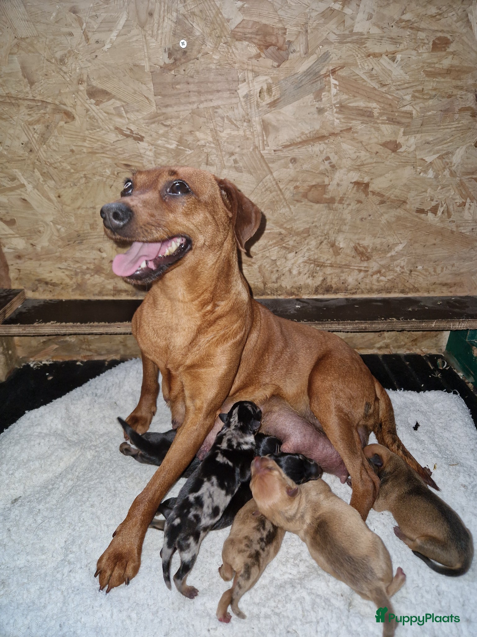 Dwergpinscher honden Dwergpinschers pups te koop - Advertentie 6