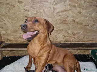 Dwergpinscher honden Dwergpinschers pups te koop - Advertentie 5