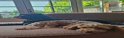 Kruising honden te koop: Onze Labradoodle mini Roxy in verwachting  - Advertentie 3