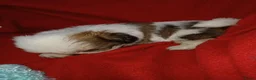 Shih Tzu honden te koop: Lieve leuke raszuiver shih tzu pups - Advertentie 6