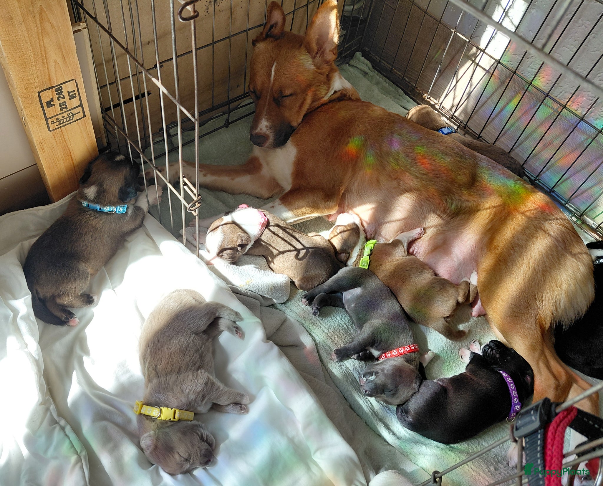 Kruising honden 6 mix pups - Advertentie 5