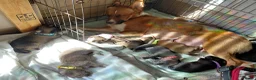 Kruising honden te koop: Nog 4 lieve unieke Mix puppy's. - Advertentie 2