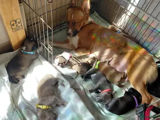 Kruising honden 6 mix pups - Advertentie 5