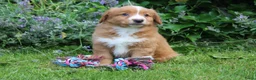 Nova Scotia Duck Tolling Retriever honden te koop: Mooie nova scotia duck tolling retriever pups  - Advertentie 8
