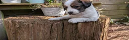 Kooikerhondje honden te koop: Kooiker pups - Advertentie 9