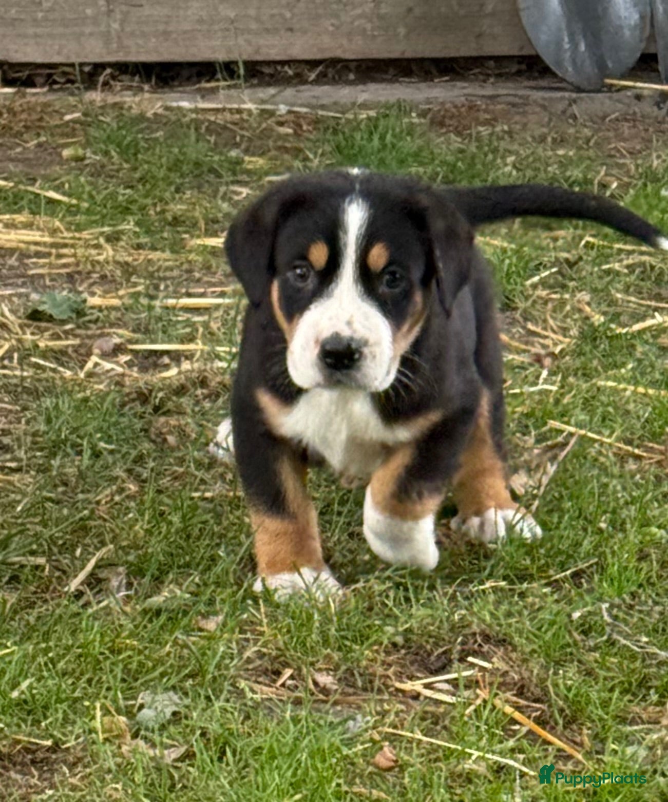 Grote Zwitserse Sennenhond honden Prachtige Grote Zwitserse Sennenpup - Advertentie 18