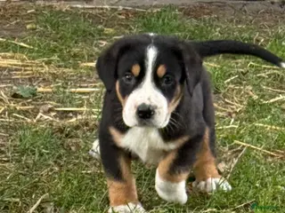 Grote Zwitserse Sennenhond honden Prachtige Grote Zwitserse Sennenpup - Advertentie 18