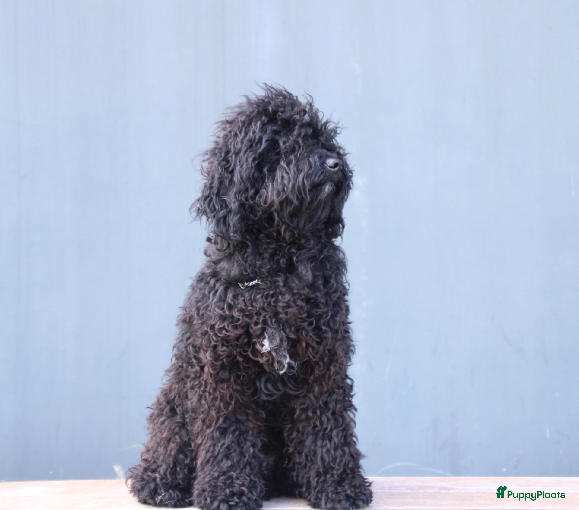 Barbet honden Co own adres gezocht - gratis!  - Advertentie 1