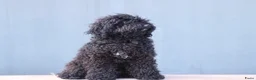 Barbet honden te koop: Co own adres gezocht - gratis!  - Advertentie 1