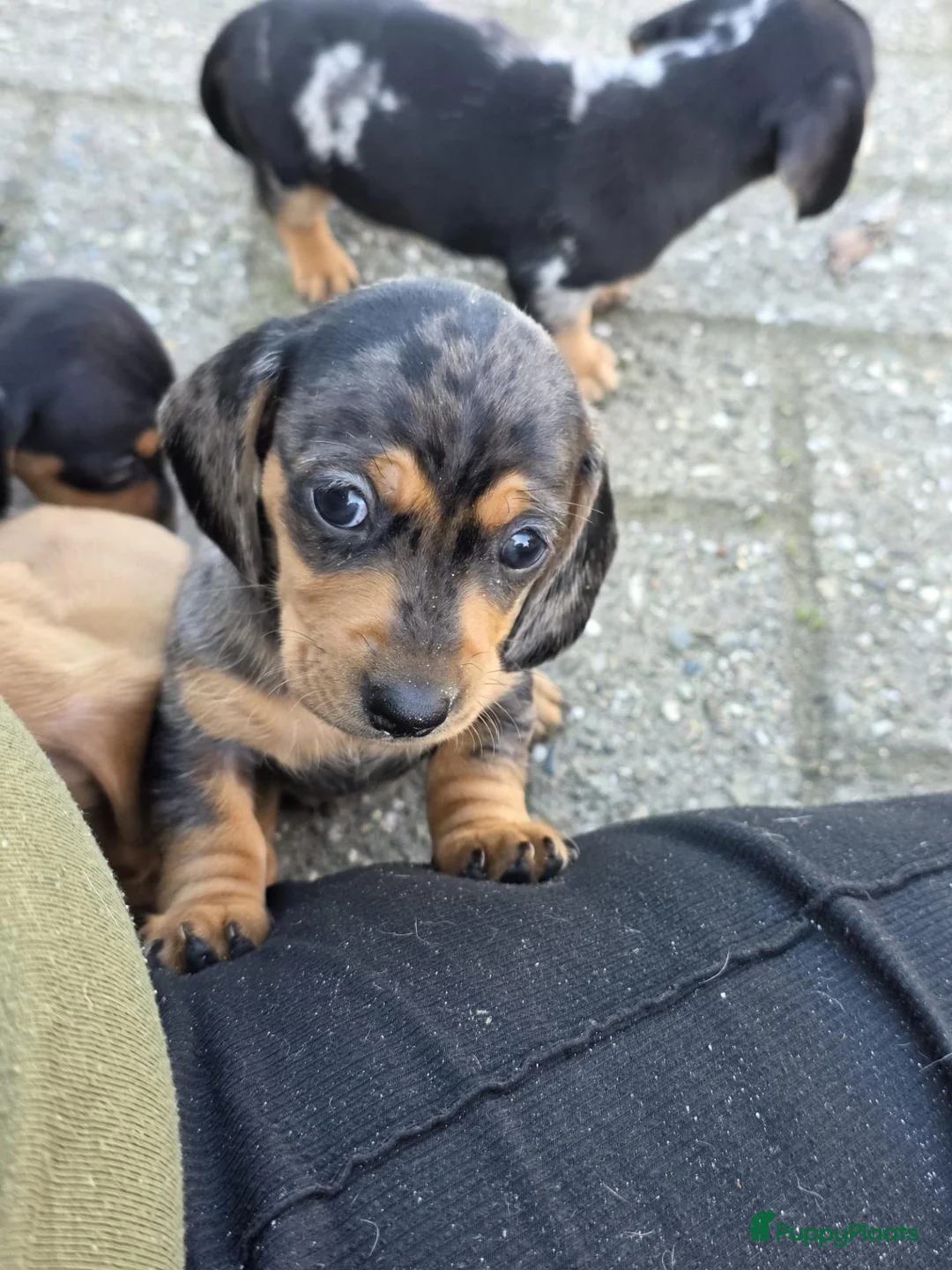 Dwergteckel honden te koop: Mooie dwergteckel pups  - Advertentie 2