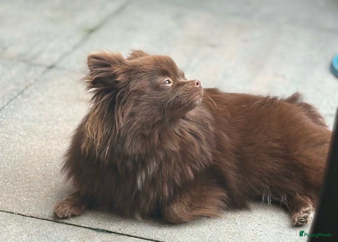 Pomeriaan honden te koop: Pomeriaan pups  - Advertentie 17