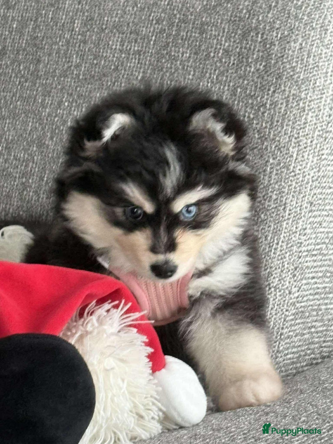 Pomsky honden te koop: Kleine pomsky in Essen - Afbeelding 1