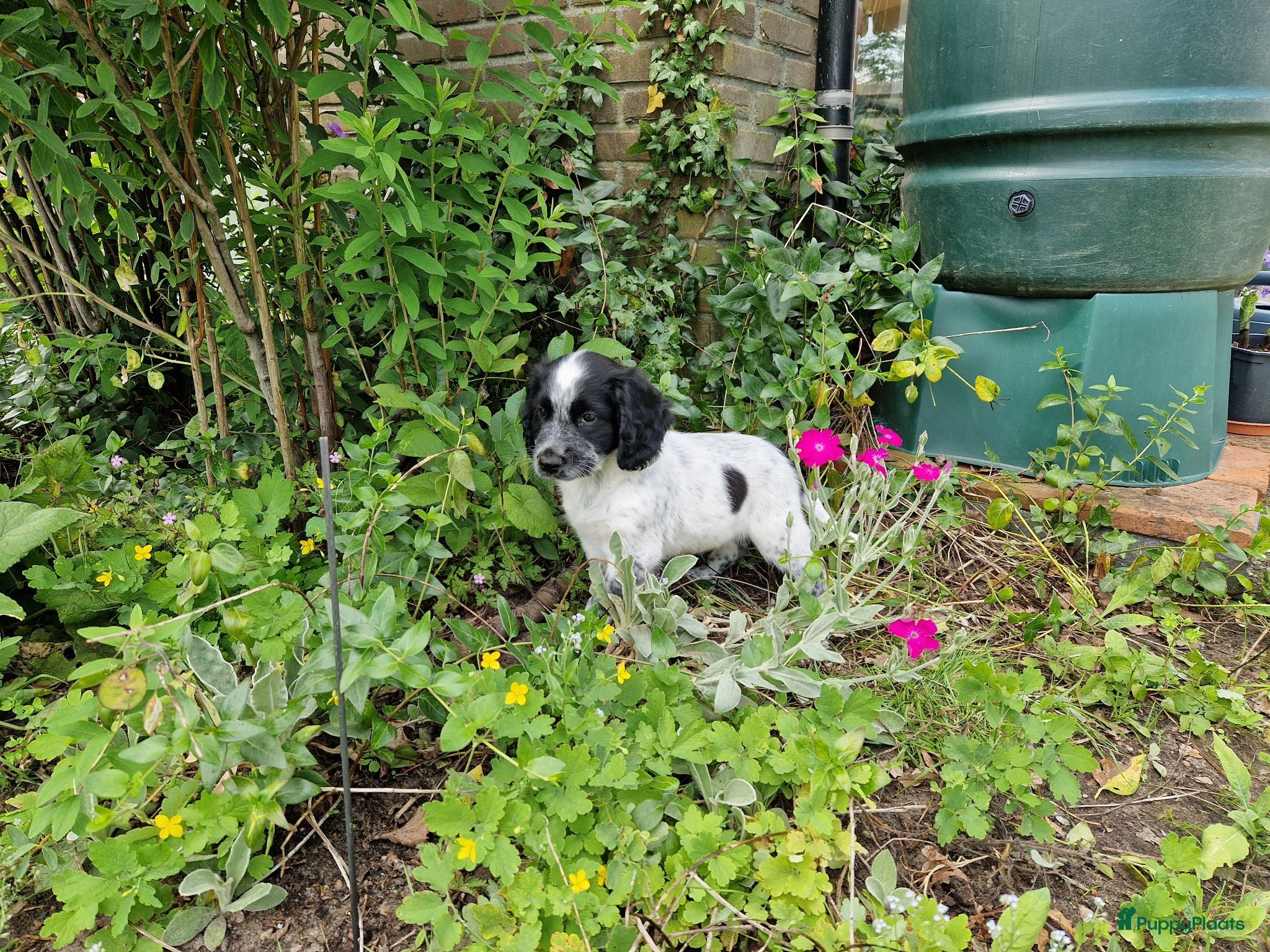 Friese Stabij honden Sasha en haar twee belhamel-reutjes - Advertentie 2