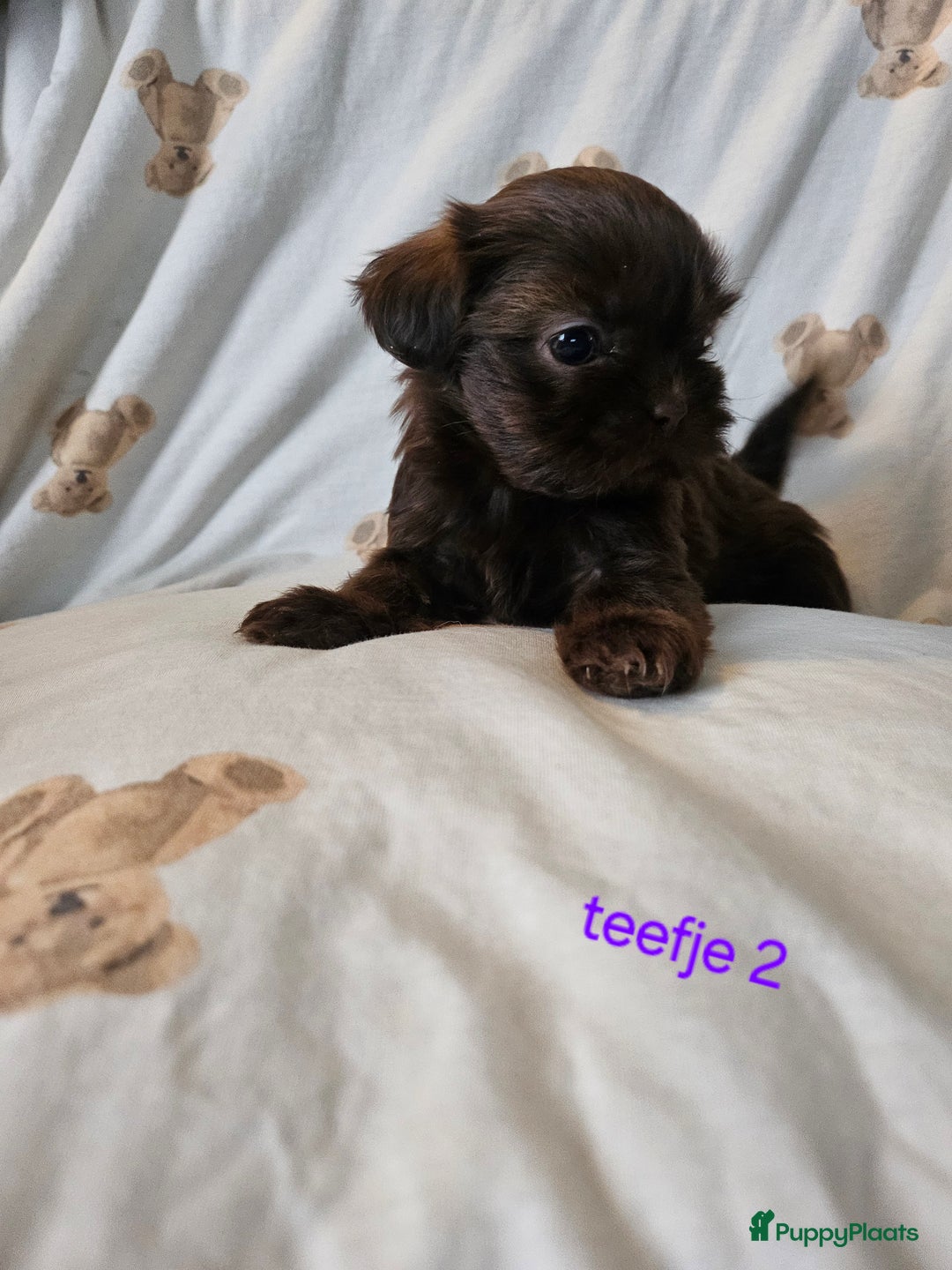 Shih Tzu honden te koop: Laatste Mooie shih tzu reutje - Advertentie 3