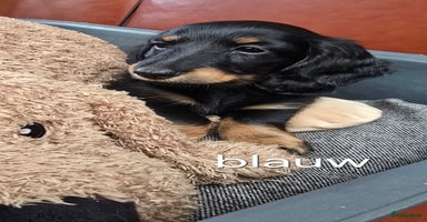 Teckel (langhaar) honden - Advertentie 12