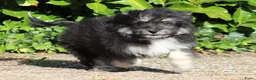 Kruising honden te koop: Lieve Kruising Maltezer pup. - Advertentie 2