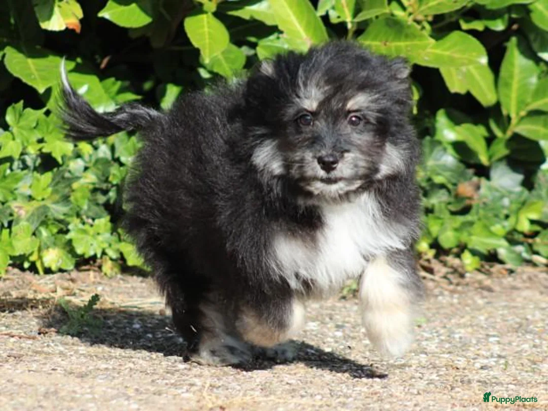 Kruising honden te koop: Lieve Kruising Maltezer pup. - Advertentie 2