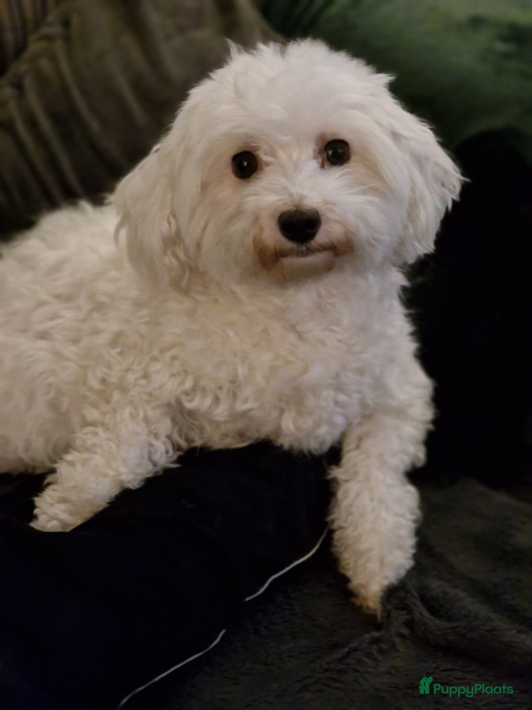 Maltezer honden te koop: Prachtige Maltezer pups - Advertentie 6