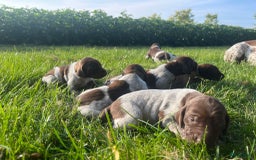 Duitse Staande Hond Korthaar honden te koop: Duitse staande korthaar  - Afbeelding 3