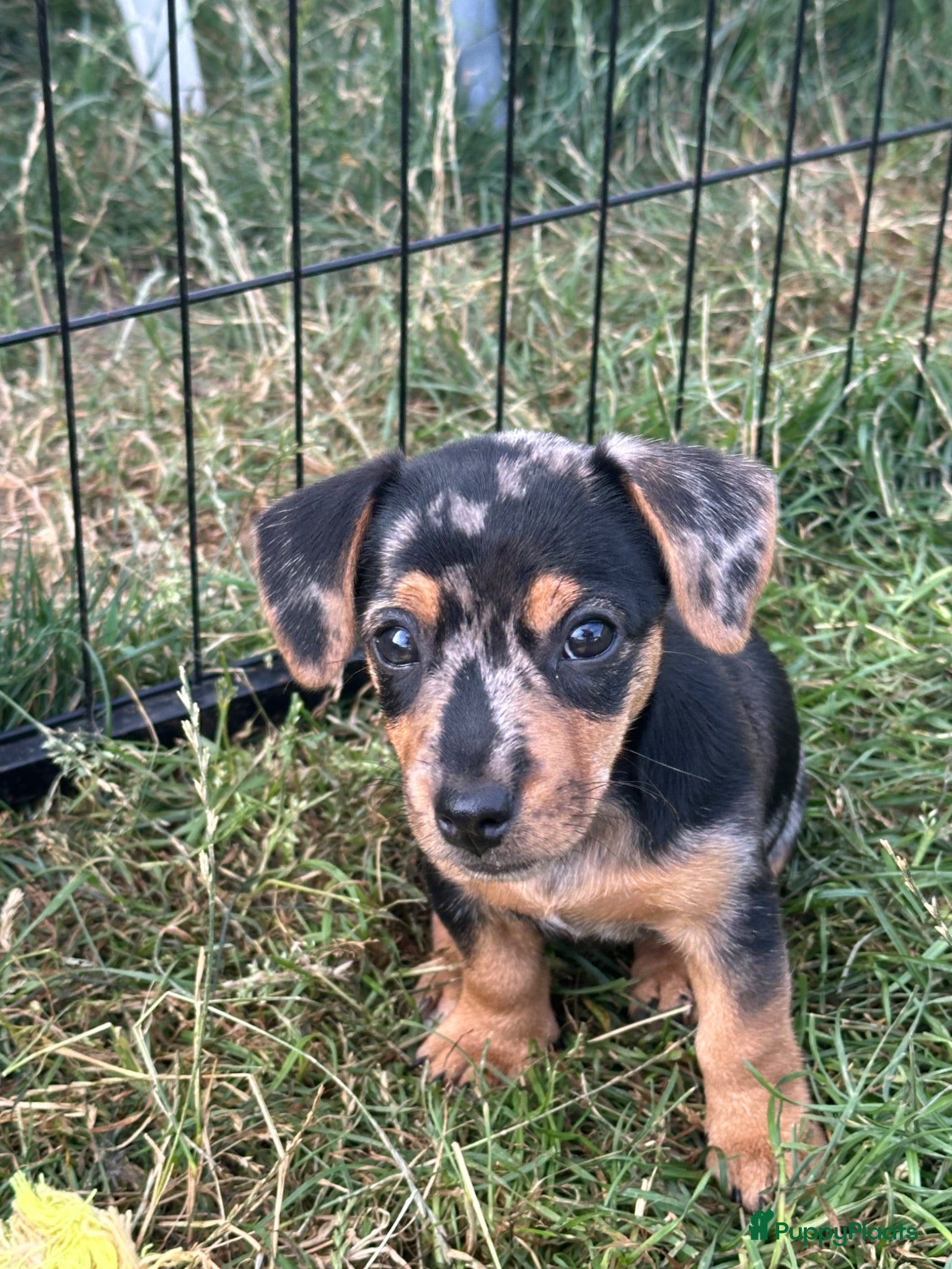 Jack Russel Terriër honden Lief en mooi merle teefje zoekt een fijn huisje - Advertentie 1
