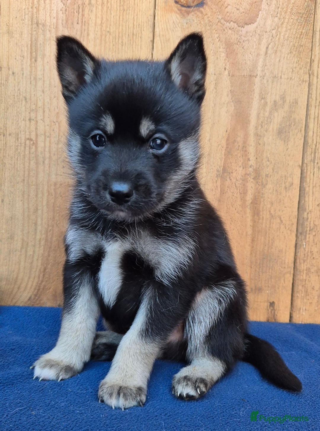 Kruising honden te koop: Pomsky x Shiba inu pups - Advertentie 8
