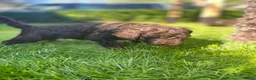 Australian Labradoodle honden te koop: Labradoodle pups - Advertentie 26
