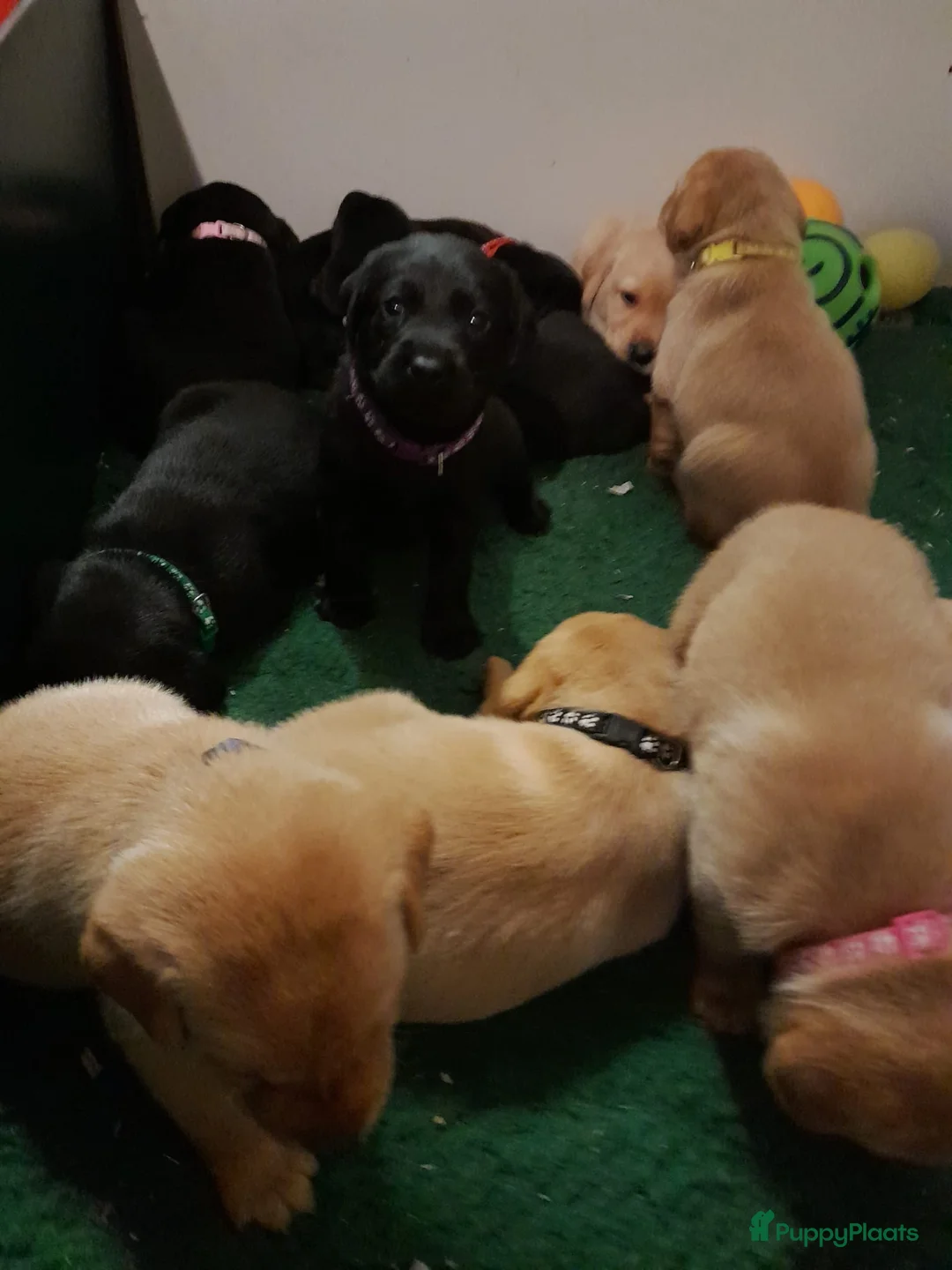 Labrador Retriever honden te koop: Leuke Labradorpups beschikbaar - Advertentie 2