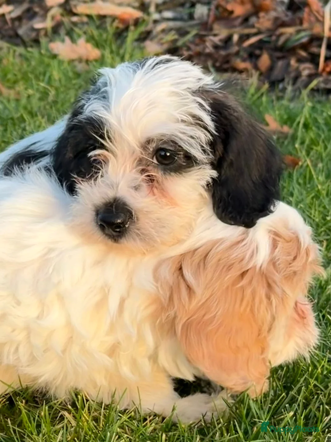 Maltipoo honden te koop: Leuke maltipoo pups  - Advertentie 23