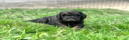 Australian Labradoodle honden te koop: Australian labradoodle puppy’s  - Advertentie 4