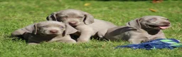 Weimarse Staande Hond korthaar honden te koop: Weimaraner pups - Advertentie 12