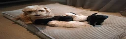 Maltipoo honden te koop: Prachtige kleine Maltipoo/Toy pups met garantie!🐶 - Advertentie 12
