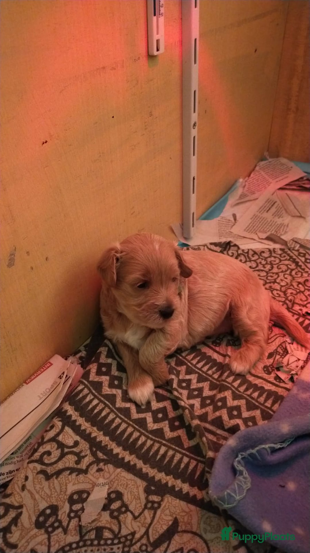 Maltipoo honden te koop: Maltipoo teefje licht abrikoos - Afbeelding 1