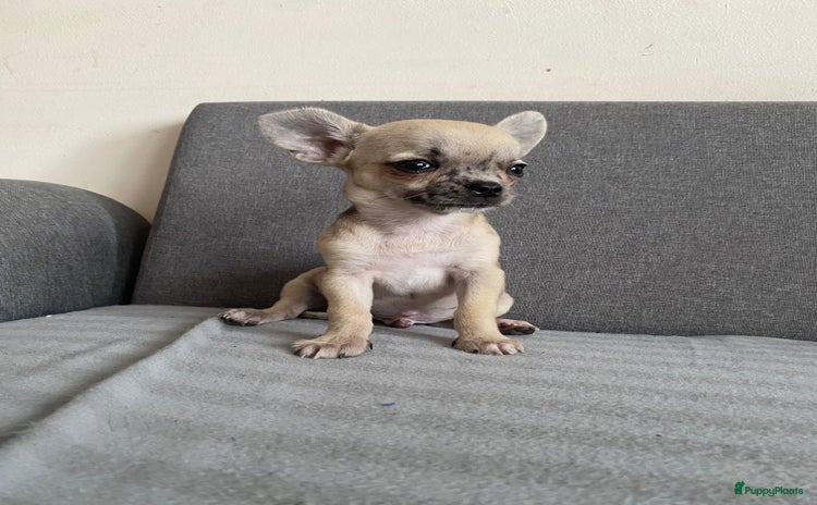 Chihuahua honden - Advertentie 2
