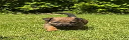 Jack Russel Terriër honden te koop: Prachtige Jack Russel Puppy’s  - Advertentie 8