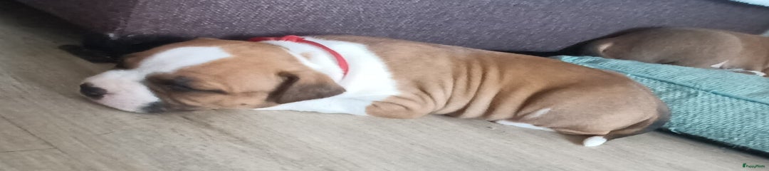 American Staffordshire Terriër Puppy 9
