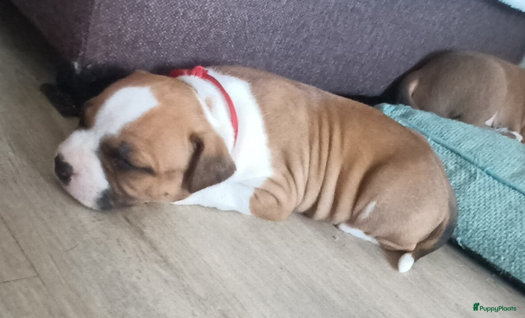 American Staffordshire Terriër honden te koop: beautiful Puppies for sale   - Afbeelding 5