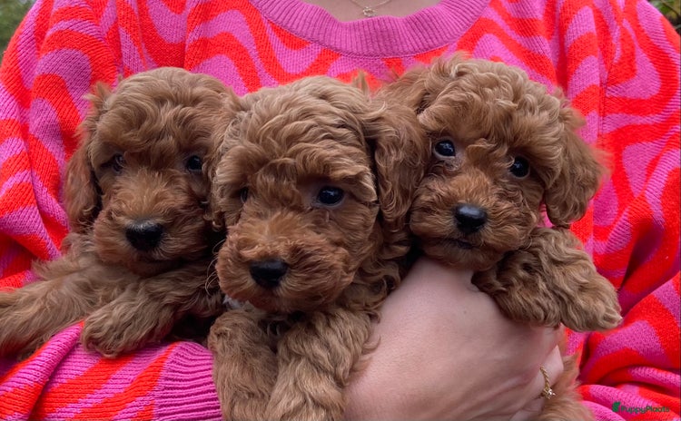 Kruising honden Lieve kleine poedel pups (Dwergpoedel x Toypoedel) - Advertentie 1