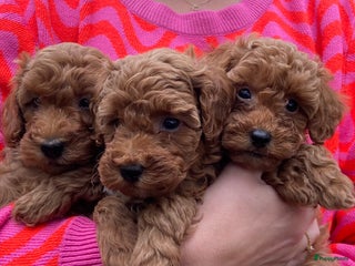 Kruising honden Lieve kleine poedel pups (Dwergpoedel x Toypoedel) - Advertentie 1