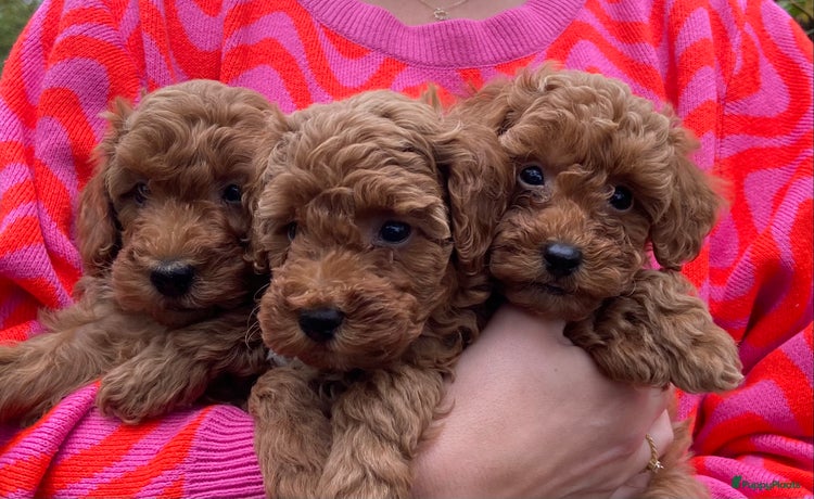 Kruising honden Lieve kleine poedel pups (Dwergpoedel x Toypoedel) - Advertentie 1