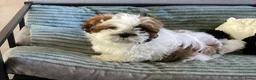 Shih Tzu honden te koop: Te koop teefje Shih tzu - Advertentie 3