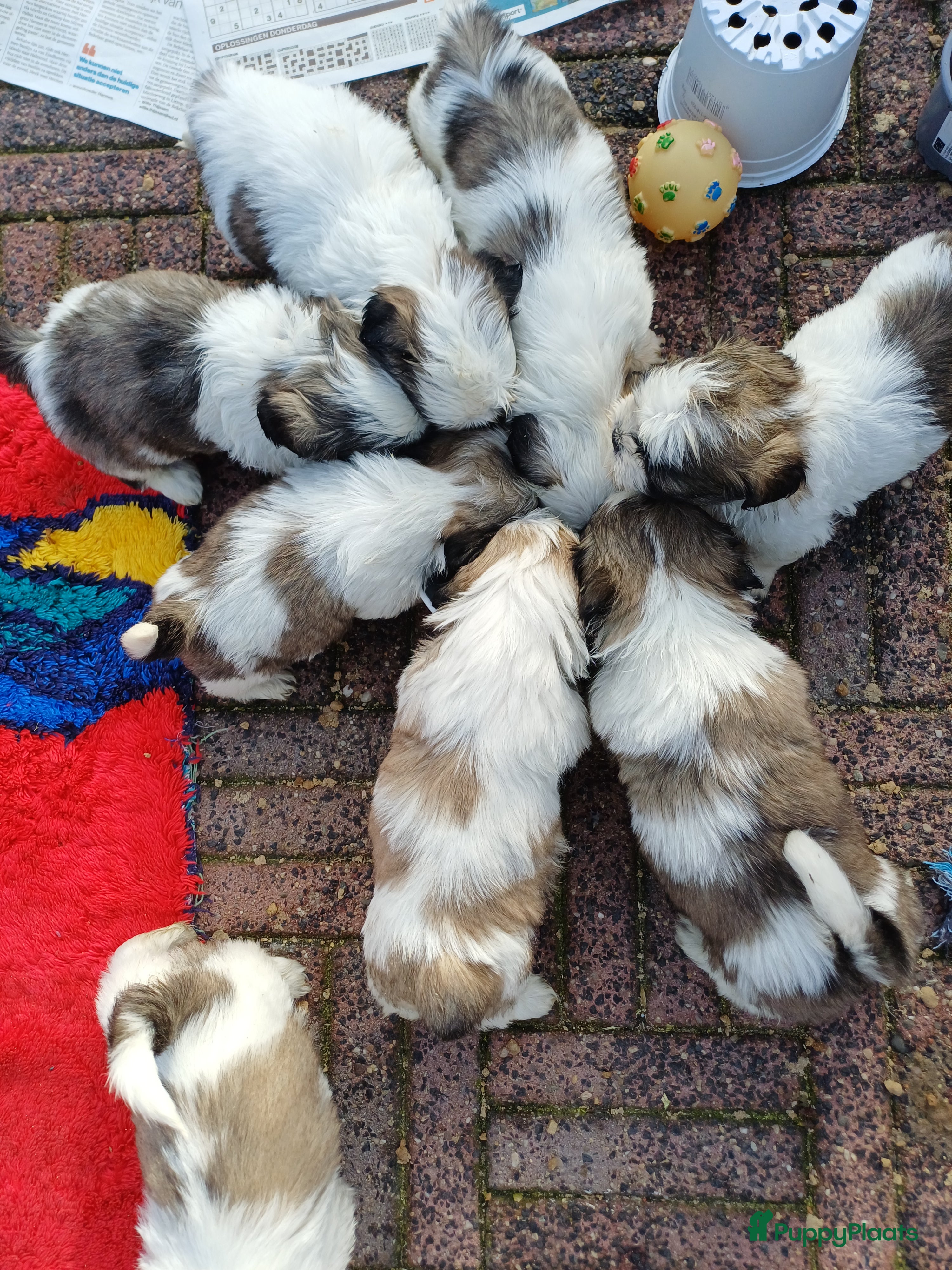 Shih Tzu honden  Nog 1 ras zuiver shih tzu  pup - Advertentie 1