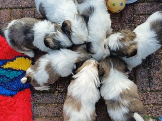 Shih Tzu honden Nog 1 ras zuiver shih tzu pup - Advertentie 1